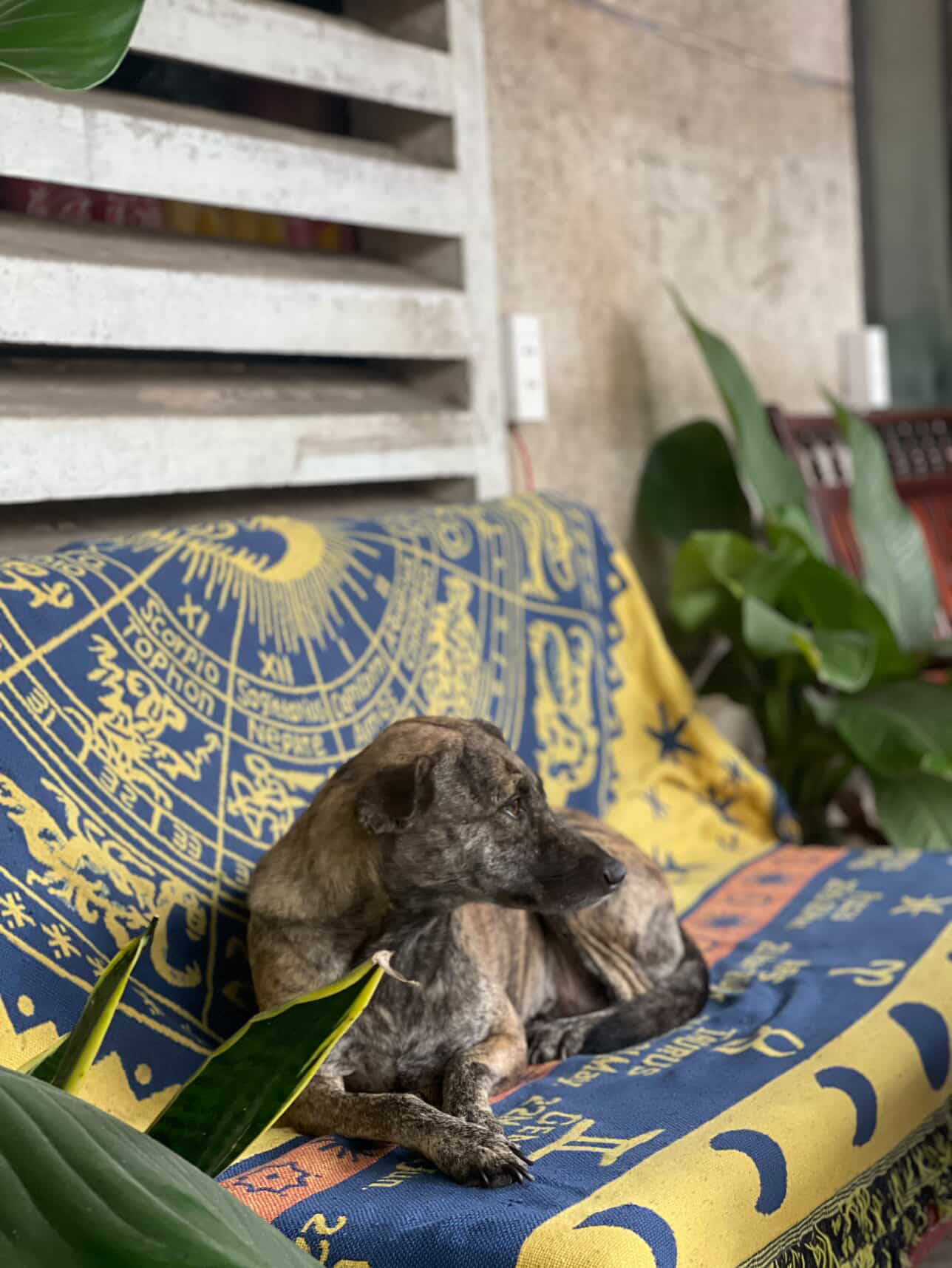 Brindle dog resting on a blue and yellow zodiac tapestry